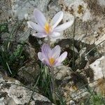 Crocus cambessedesii Характер