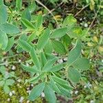 Trigonella foenum-graecum Leaf