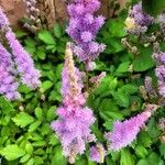 Astilbe rubra 整株植物