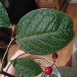 Cotoneaster bullatus 葉