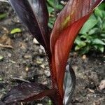 Ensete ventricosum 葉