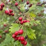 Crataegus laevigataFruit