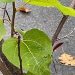 Populus tremuloidesBlad