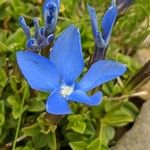 Gentiana brachyphylla Flor
