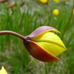 Tulipa sylvestris Fleur