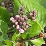 Syringa pubescens Blomma