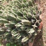 Euphorbia resinifera Yaprak