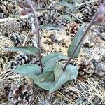 Epipactis atrorubens Leaf