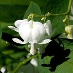 Lamprocapnos spectabilis Other
