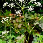 Peucedanum cervaria Flor