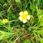 Ranunculus lanuginosusফুল