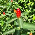 Costus woodsonii Blüte