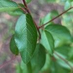 Prunus japonica 葉
