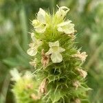 Sideritis hyssopifolia Flor