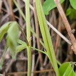 Akebia quinata പുറംതൊലി