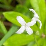 Galium odoratum Flower