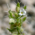 Pectocarya setosa Blomst