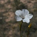 Linum suffruticosum Blüte