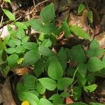 Desmodium affine Leaf