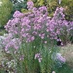 Symphyotrichum novae-angliae Habit