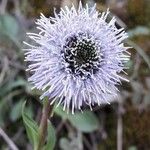 Globularia vulgaris Fula