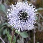 Globularia vulgaris 花