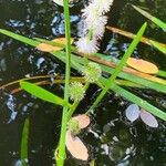 Sparganium emersum Fula