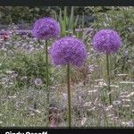 Allium giganteum Цветок