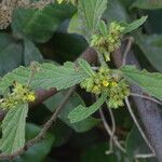 Waltheria indica Blatt