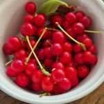 Schisandra chinensis Fruchs