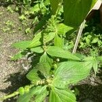 Spigelia anthelmia Blad