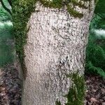 Acer cissifolium Bark