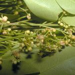 Khaya senegalensis Flower