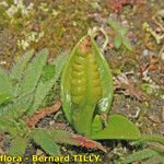 Ophioglossum lusitanicum Frutto