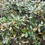 Berberis julianae 形态
