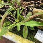 Nepenthes × neglecta ഇല