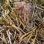 Lycopodium alpinum Blad