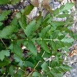 Cervaria rivini Leaf