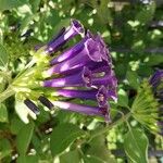 Iochroma cyaneum Blomma