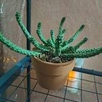 Euphorbia inermis Hostoa