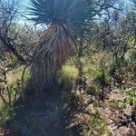 Yucca madrensisDeilen