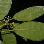 Dendropanax querceti Leaf