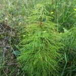 Equisetum sylvaticum Foglia