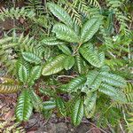 Nothofagus codonandra Hábito