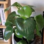 Peperomia polybotrya Levél