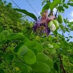 Passiflora laurifolia 花