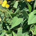 Vigna luteola Blatt