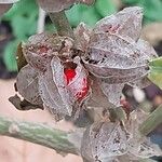 Withania somnifera Fruit