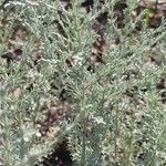 Artemisia austriaca Лист