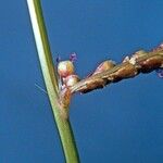 Paspalum paniculatum Kora